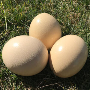 huevos avestruz