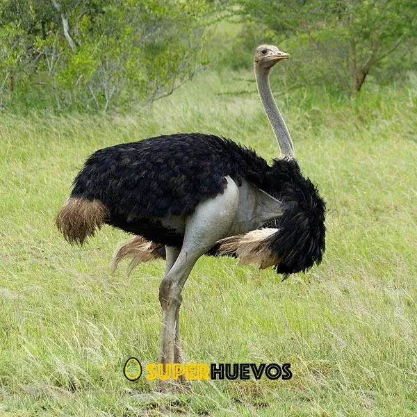 avestruces avestruces