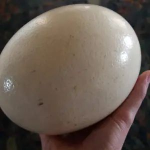huevos de avestruz