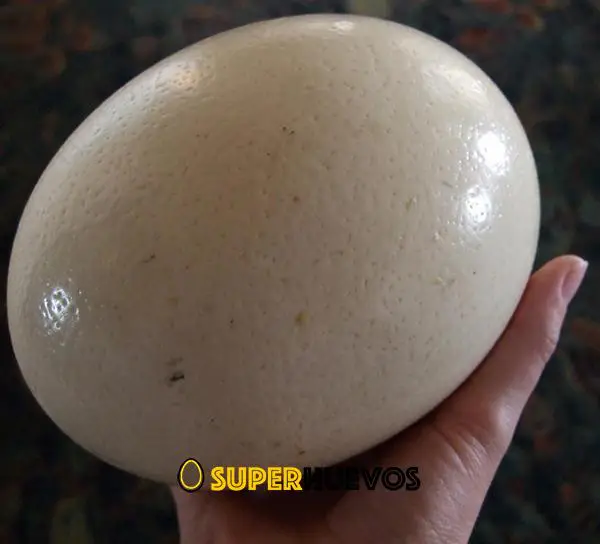 huevos avestruz huevos de avestruz