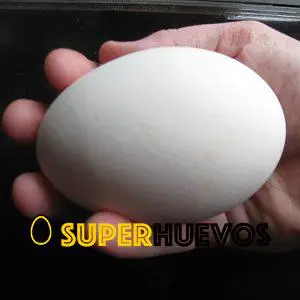 comprar huevo de oca