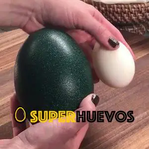 comprar huevo emu