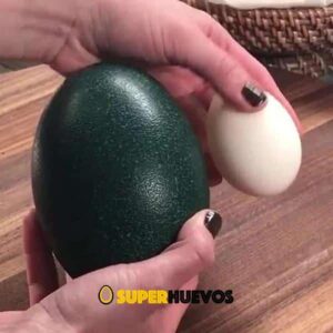 comprar huevo emu