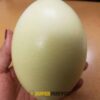 comprar huevos de ñandu