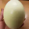 comprar huevos de ñandu