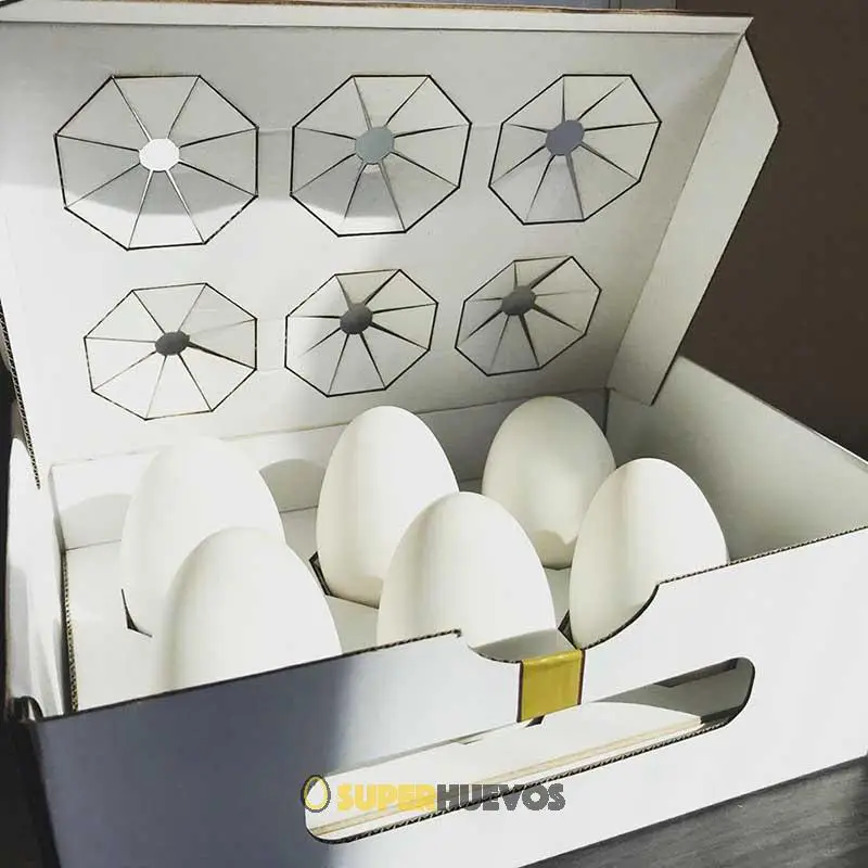 comprar huevos de oca de bellota comprar huevos de oca de bellota
