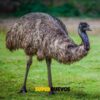 emus