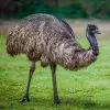 emus