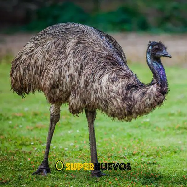 emus