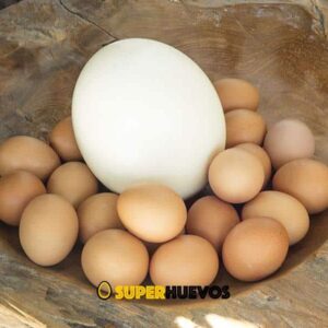huevos de avestruz
