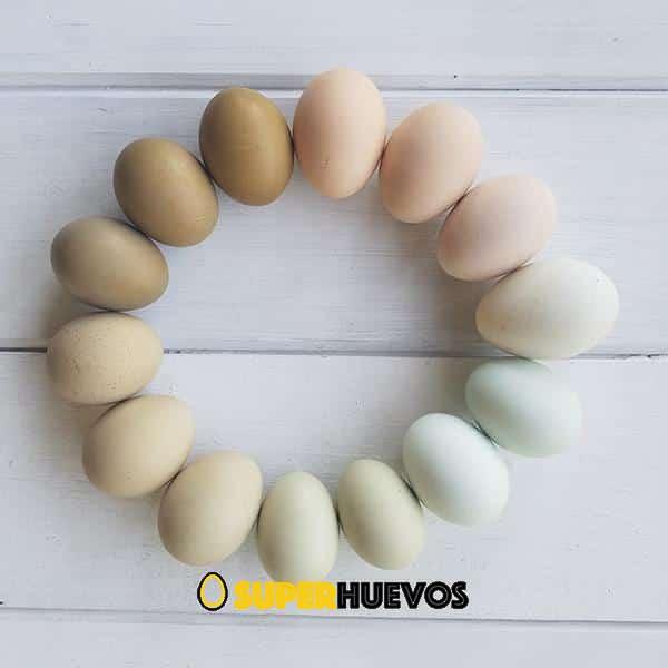 huevos colores