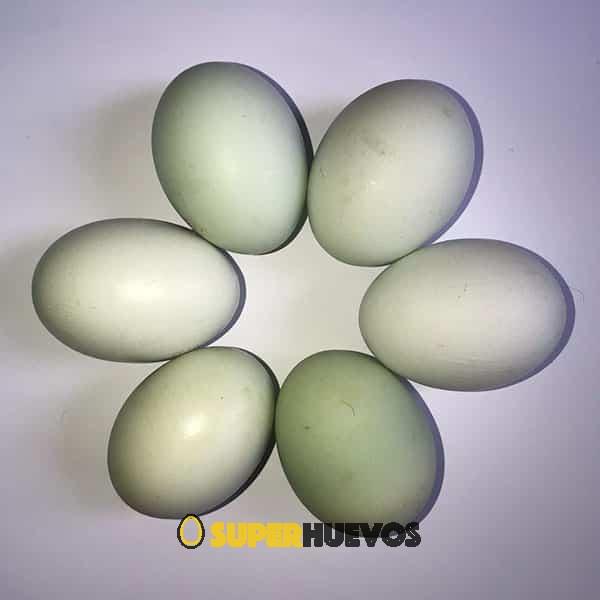 huevos de gallina araucana