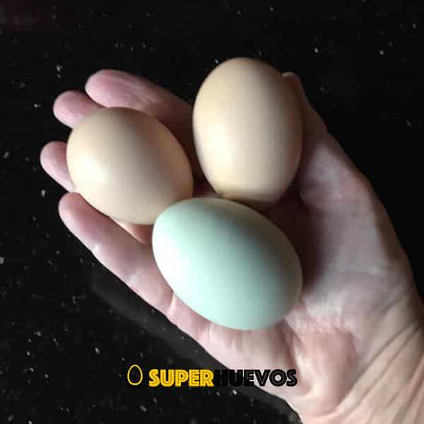huevos de gallina orpington verdes