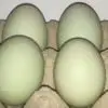 huevos verdes pato orpington
