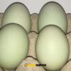 huevos verdes pato orpington